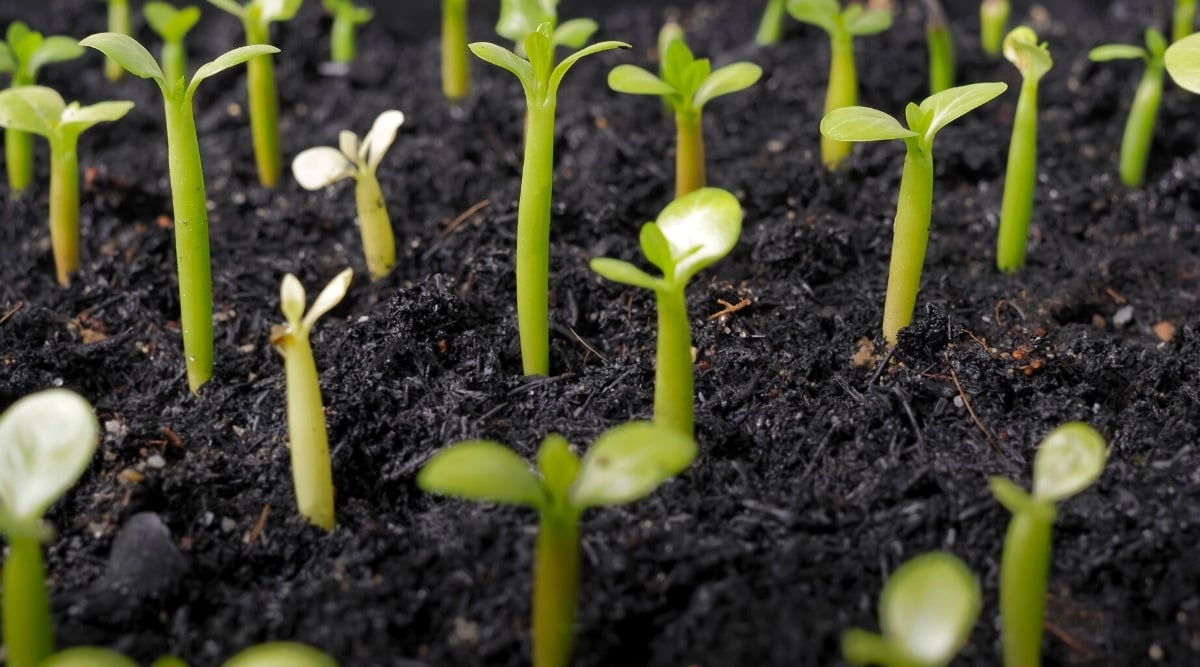 Close-up of young sprouts from the seeds of the succulent plant. The seedlings are small, bright green in color, consisting of short erect stems with two small leaves in the center and two outer obovate, smooth, glossy green leaves. The soil is moist and loose.