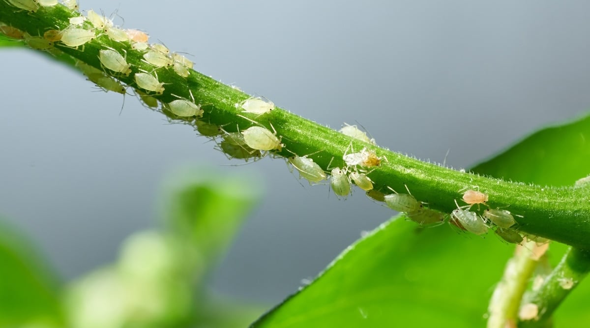 A close-up features a green stem suffering from an infestation of several white aphids, which latch onto its surface. The presence of the aphids poses a threat to the stem's health, emphasizing the challenges that plants face in their environment.