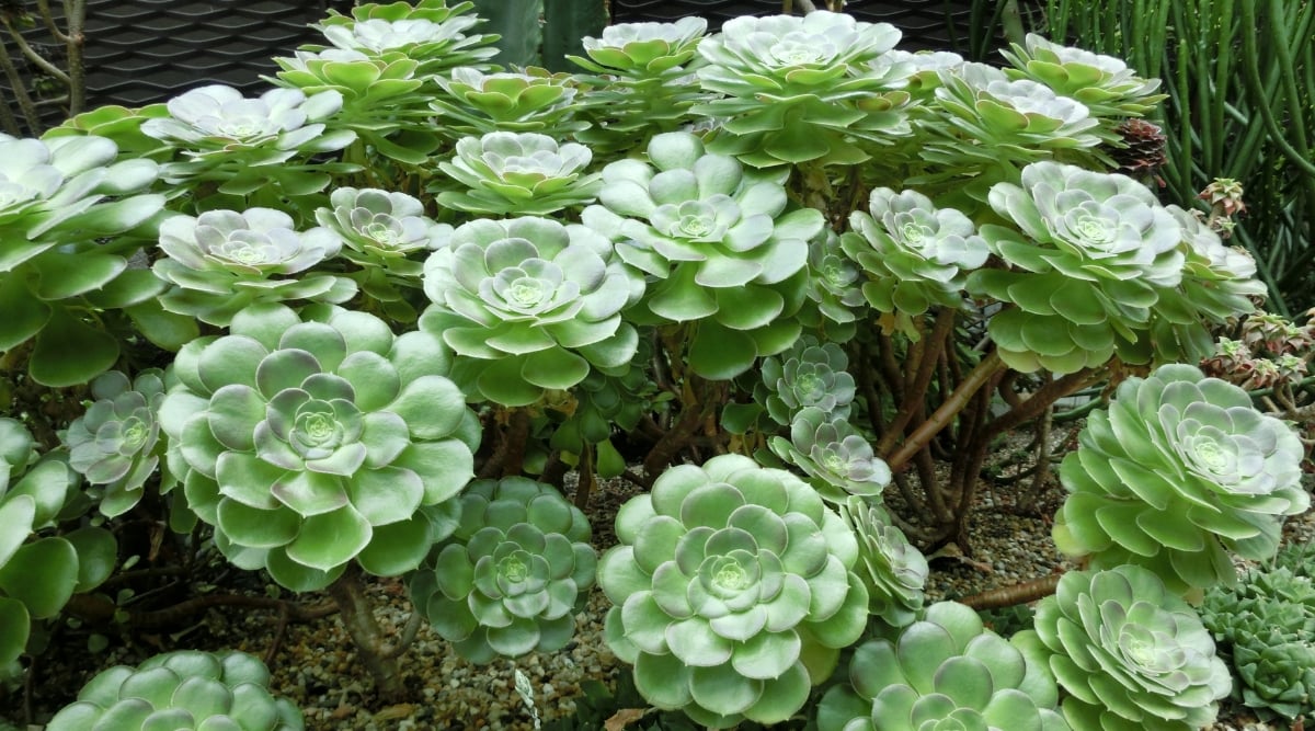 A close-up of a group of Echeveria Green Succulent reveals thick, fleshy leaves arranged in a rosette pattern, each leaf adorned with subtle ridges and a gradient of green hues. Planted among other verdant companions, bathed in gentle, diffused light.