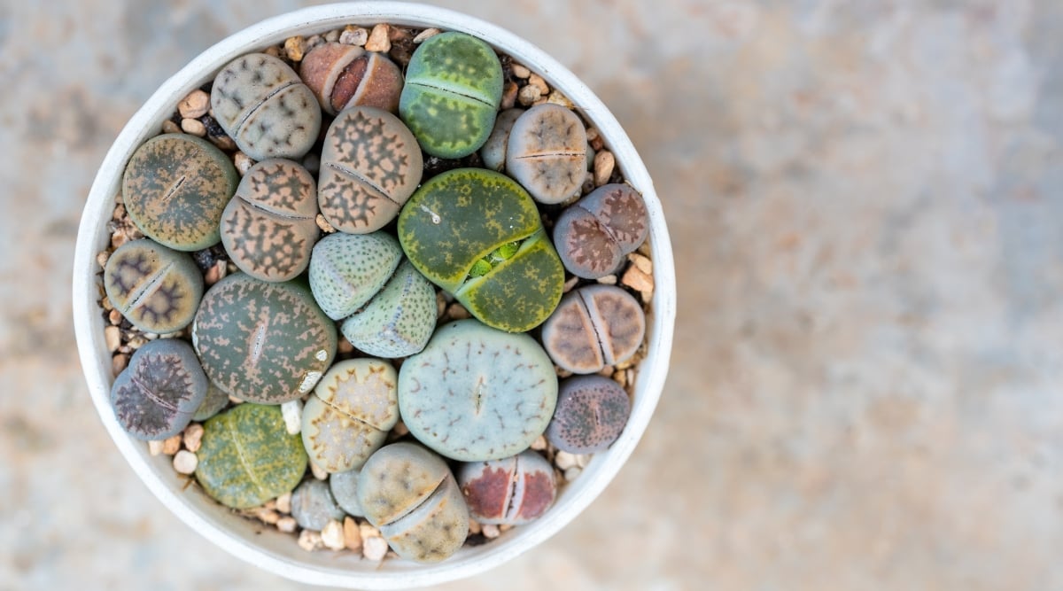 A vibrant assembly of lithops, each adorned in distinctive hues, creates a captivating display in a white pot. The juxtaposition of these succulents is further enhanced by the presence of small, carefully arranged pebbles nestled among them.