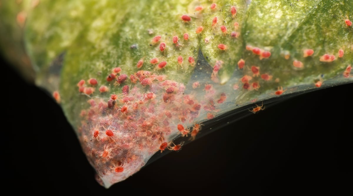 A close-up on the hoya leaves highlights the presence of webbing, evidence of the plant's interaction with tiny orange spider mites. As the leaves turn yellow, the scene portrays the complex relationships between plants and pests.