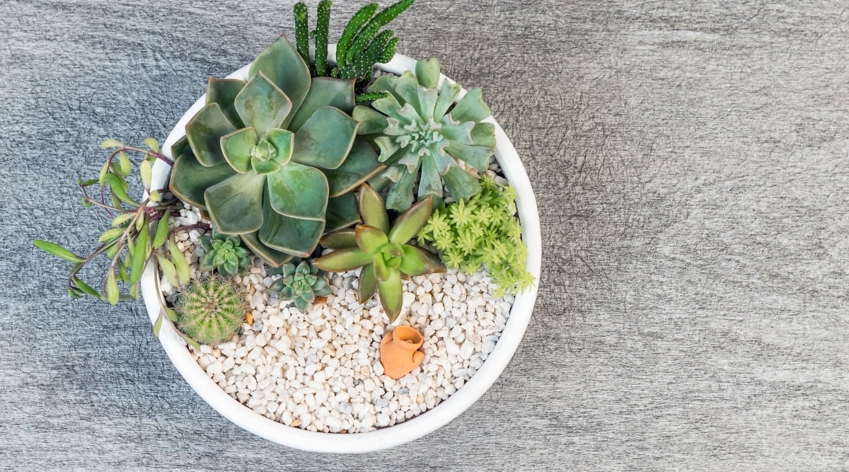 Assorted succulents and cacti flourishing in a pottery container, showcasing varied hues and textures complemented by white pebbles in the vessel.