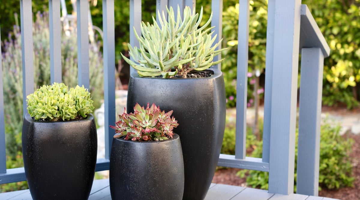 Three sleek black vases, elegantly arranged on a porch, stand tall and command attention. Each vase cradles succulents, adding a touch of nature's beauty to the contemporary setting. The blurred background reveals lush greenery, creating a harmonious outdoor oasis.