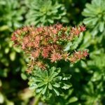 grow-sedum