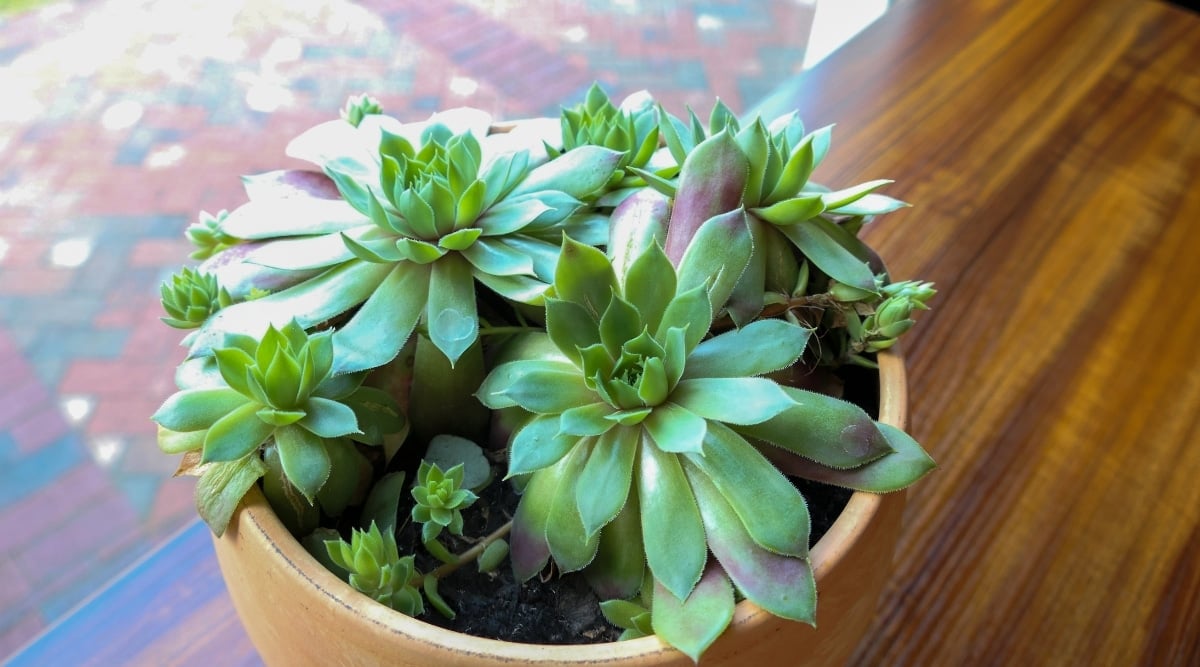 Growing a succulent indoors sitting on a ledge near a window. The succulent has green rosettes that make up the plant, with some purple coloring throughout the leaves. The plants sit in a light orange colored ceramic pot.