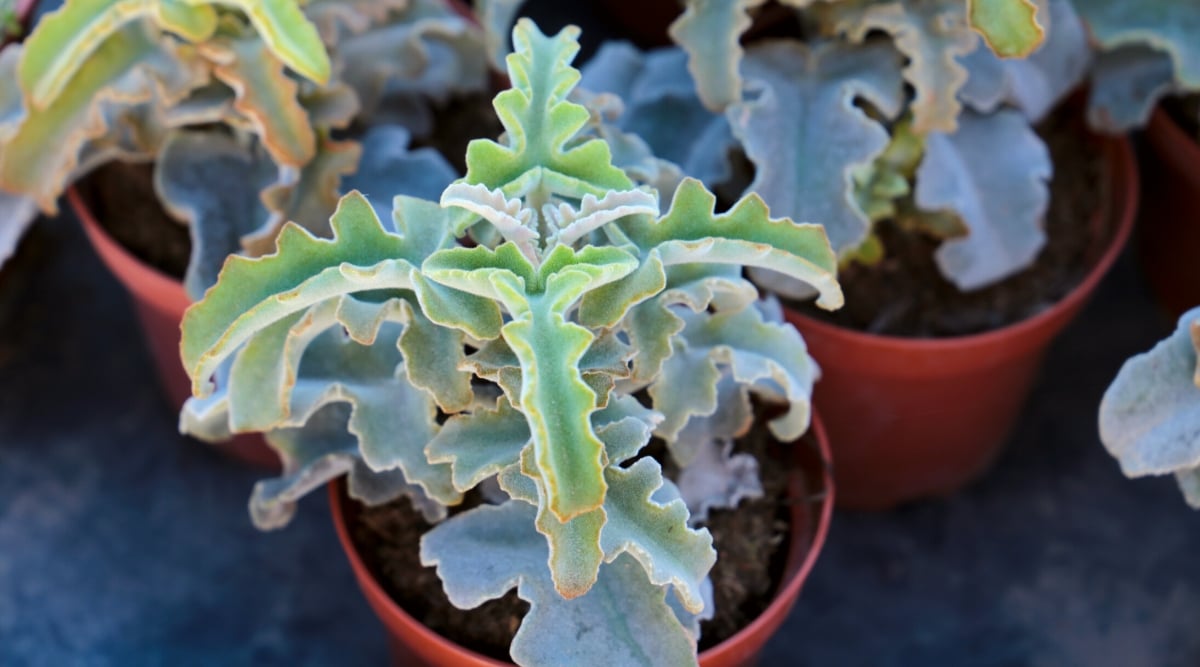 Close-up of several Kalanchoe beharensis plants in brown pots. The succulent forms rosettes of elongated, slightly bent inward grey-green leaves with a velvety texture, with serrated edges.