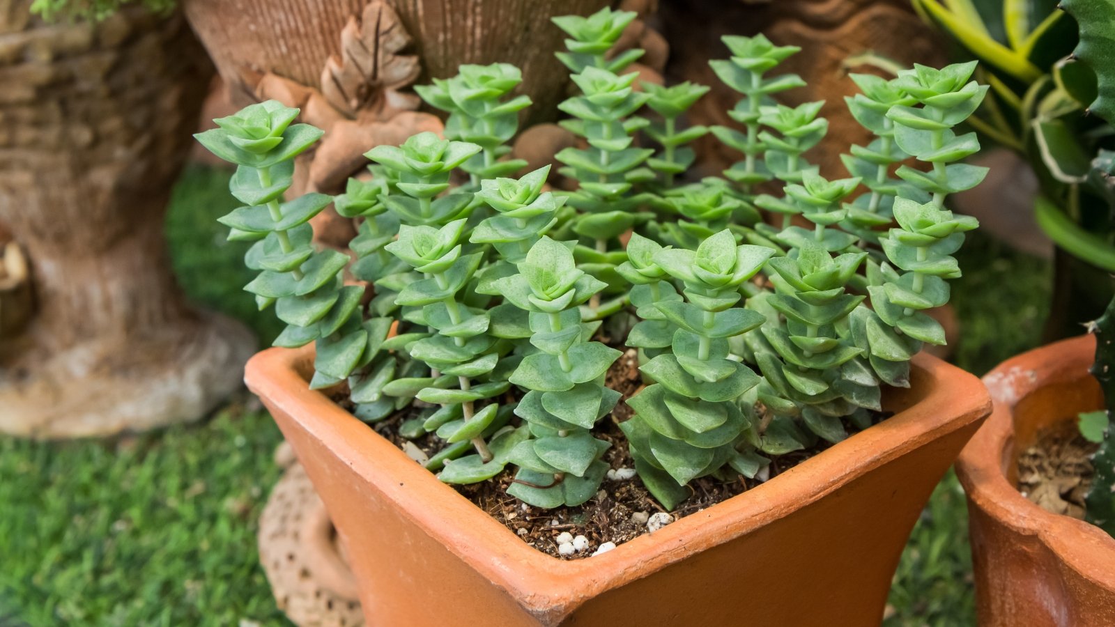 Close up of a square, terracotta planter with a green succulent plant inside.