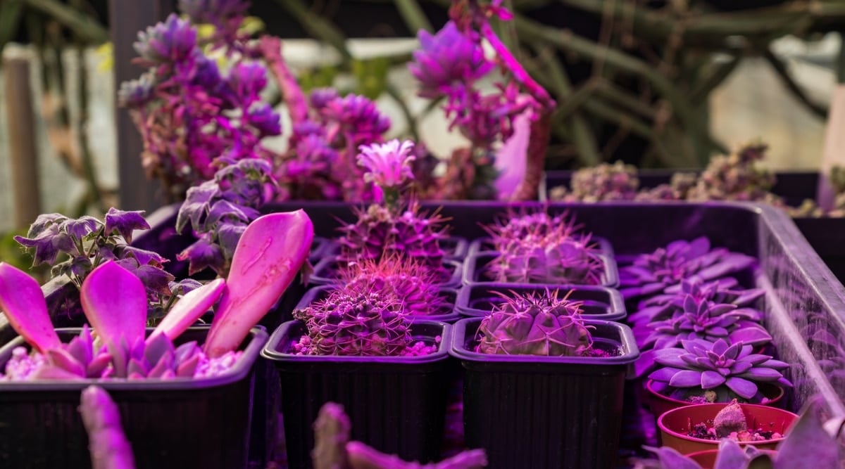 Thriving succulents in black pots under LED grow lights, showcasing varied hues and textures, a vibrant addition to indoor plant decor.