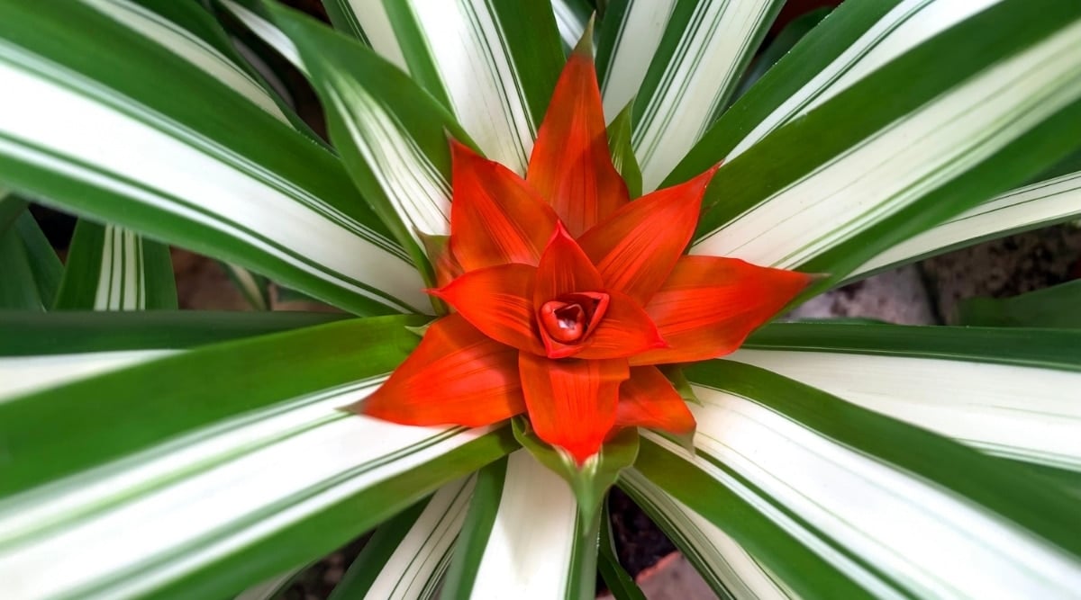 Guzmania Lingulata