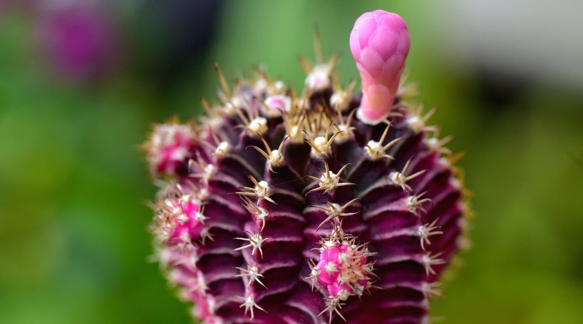 Close-up of a flowering cactus Gymnocalycium mihanovichii on a blurred green background. The cactus is rounded, plump, bright deep purple in color, with convex ribs covered with thorns. Small rounded pink pups grow on the ribs. At the top of the cactus, a bright pink, funnel-shaped, silky bud grows before flowering.