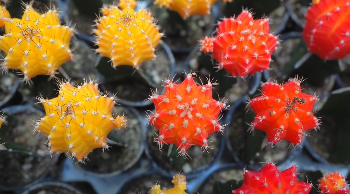 Top view, close-up of growing Gymnocalycium mihanovichii in black pots in a nursery. Cacti are made up of two cacti. The lower part is an upright, elongated, dark green cactus Myrtillocactus geometrizans with 4 ribs. And the upper part is round, plump, thorny cacti in different bright colors, such as red-orange and bright yellow.