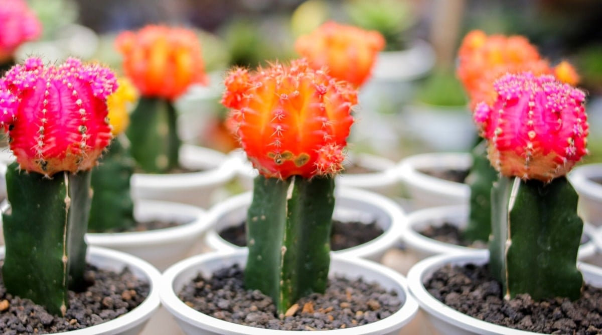 Close-up of three Gymnocalycium mihanovichii cacti in white plastic flower pots. These columnar cacti feature three distinct ribs with pink or orange globular cacti atop their green stems.