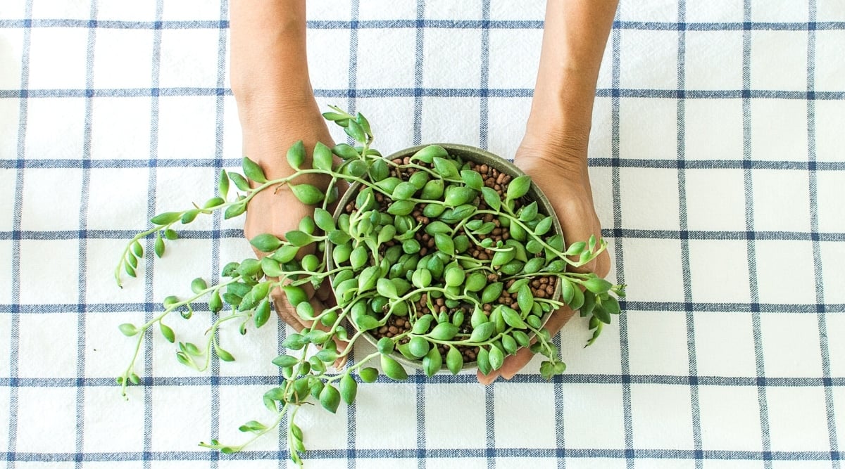 Top view of female hands carefully placing a potted plant, Curio Herreanus, on a table with a checkered white tablecloth. The plant features long thin stems bearing large, ovoid, elongated, plump, fleshy bright green leaves.