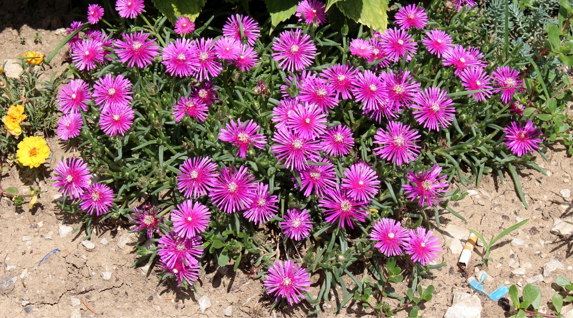 This plant's stems and branches trail down the ground, bearing colorful magenta-purple blooms with yellow centers. Its green leaves are fleshy and resemble spikes. There are little yellow flowers on the left side.