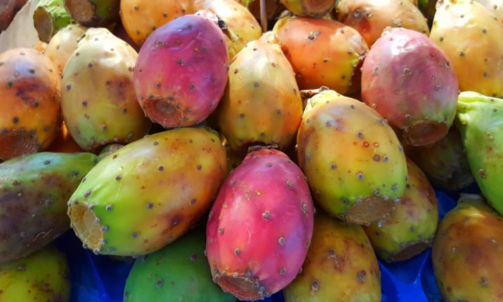 Harvested prickly pear fruit