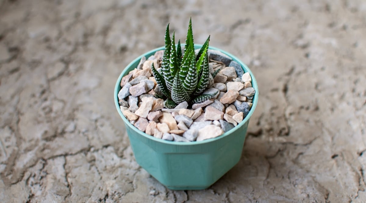 Succulent Haworthia attenuata ‘Striata’ in a mint flower pot with decorative pebbles on a concrete surface. The succulent is young, has a dense rosette of thick-skinned, fleshy, dark green, long leaves with thorns at the ends. The leaves are covered with white stripes.