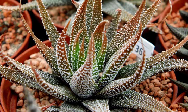 Haworthia attenuata var. radula, a classic cultivar