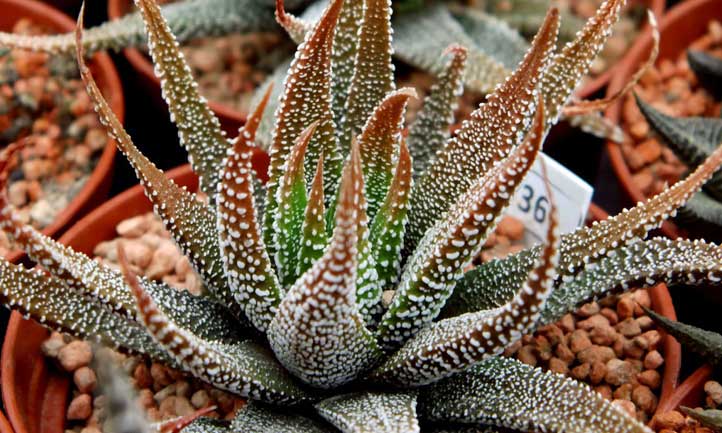 Haworthia attenuata