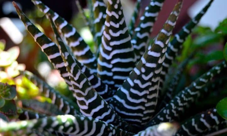 Haworthia attenuata