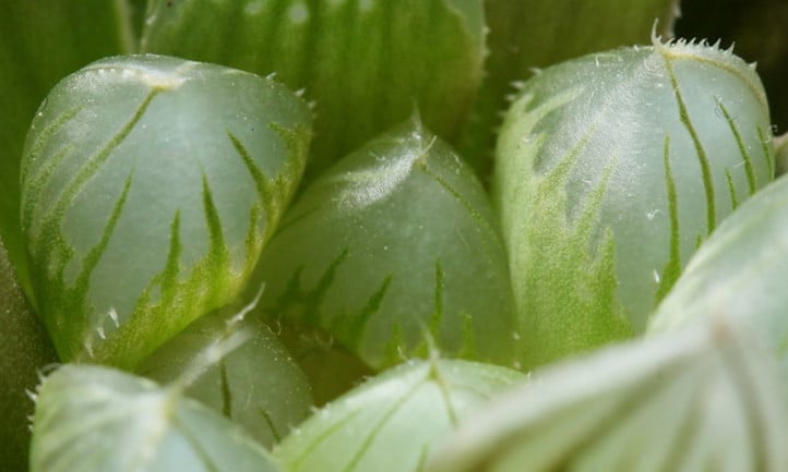 Haworthia 'Black Obtusa'