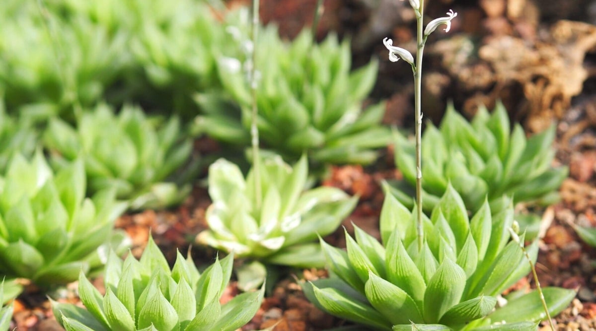 Close-up of Cathedral Window Haworthia plants growing in a sunny garden. The plant consists of a rosette of juicy, thick, bright green leaves arranged in a circle. Closer to the pointed tips of the leaves, they become translucent and have dark green patterns. From the center of the rosette grows a tall, upright stalk with small, tubular, pale pink flowers.