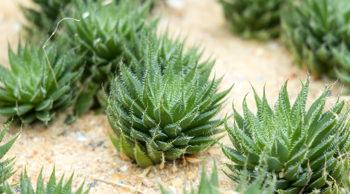 Close-up of Baker Haworthia succulents forming a round rosette with delicate green leaves.