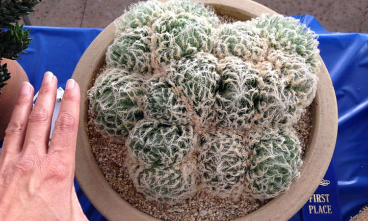 Haworthia bolusii