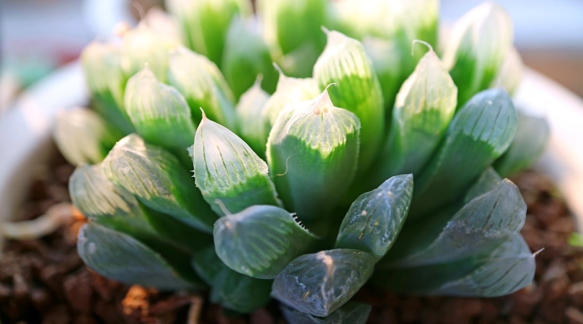 Close-up of the succulent Haworthia cooperi leaves, illuminated by sunlight. The plant has a rosette of closely spaced plump, juicy, translucent leaves with dark green longitudinal veins.