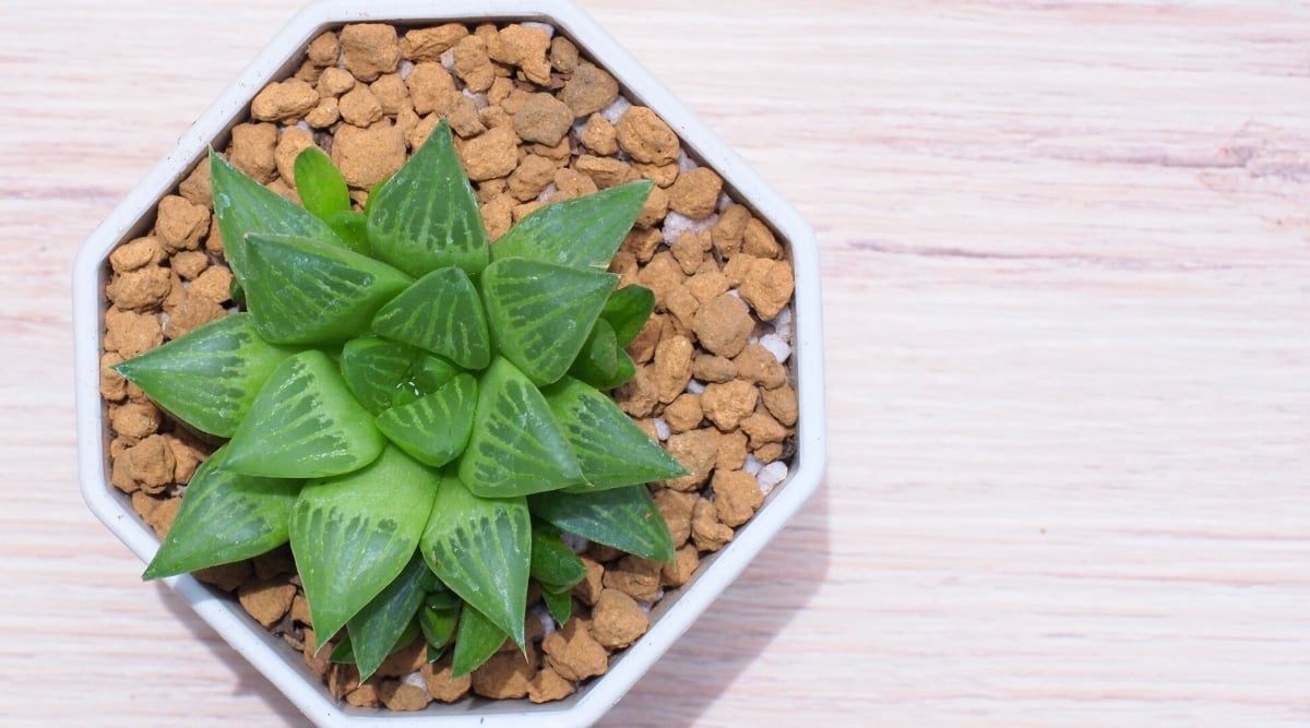 Close-up of Cathedral Window Haworthia with fleshy light green leaves in a white pot.