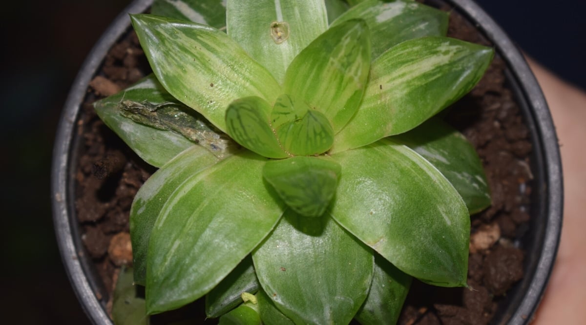 Top view, close-up of a Cathedral Window Haworthia succulent plant in a black pot, with drooping leaves. The plant has juicy fleshy leaves of an elongated shape with pointed tips. The leaves are bright green with variegated cream stripes. Some leaves are shriveled.