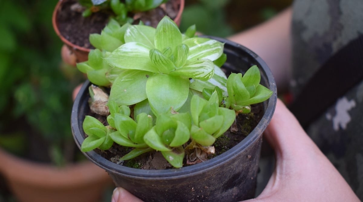 Close-up of a Cathedral WIndow Haworthia plant with many small offsets for further propagation, in a black pot. the plant has a rosette of thick fleshy juicy leaves of bright green color with white variegated stripes. The leaves are light green, translucent. The gardener holds a pot with a plant in his hands, against the backdrop of a garden.