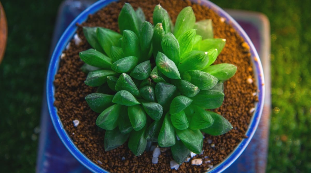 Top view of a Haworthia succulent planted in a blue round pot outdoors