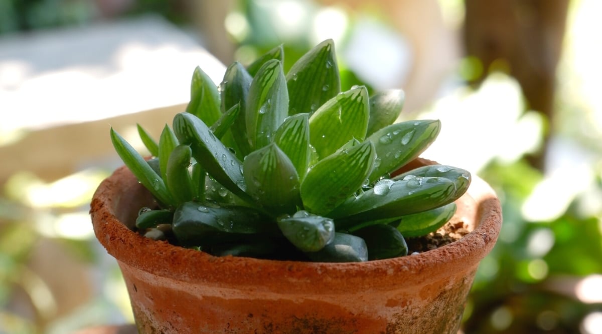 Close-up view of a Haworthia plant in a brown clay pot in a sunny garden, covered in water droplets