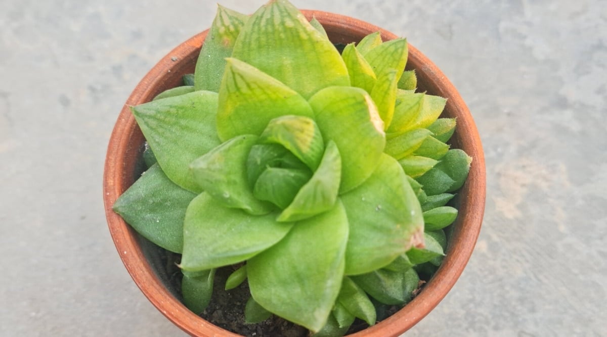 Top view, closeup of Cathedral Window Haworthia succulent plant in clay pot, outdoors. The succulent plant has fleshy, thick leaves of an elongated lanceolate shape, with pointed tips, collected in a rounded rosette. The leaves are bright green in color, with translucent tips and dark green stripes. Some leaves are yellowish in color due to overexposure to the sun.