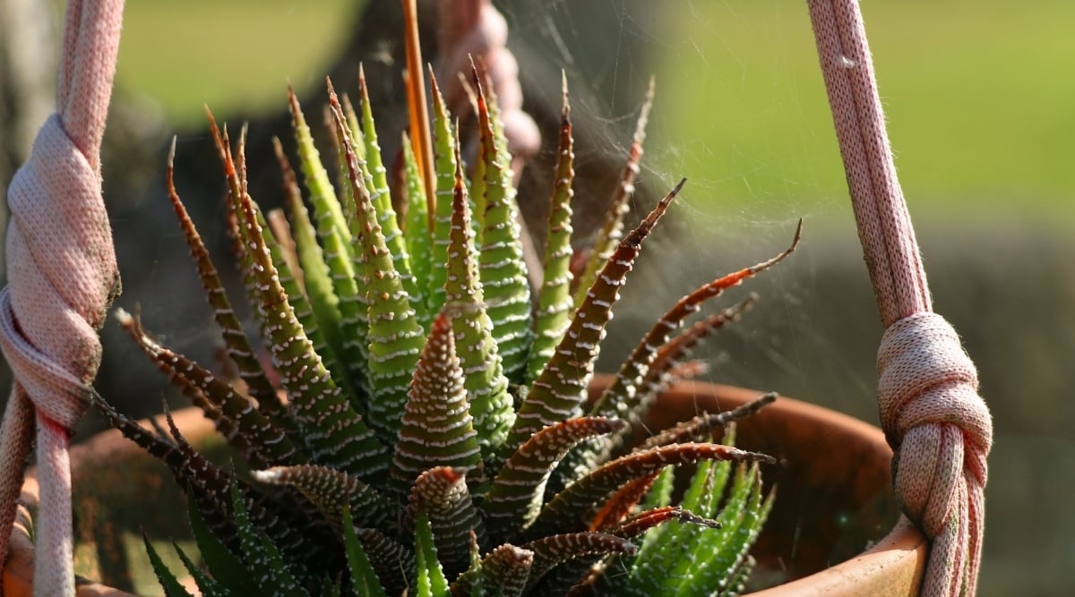 A vibrant zebra plant with green leaves and reddish tips in a hanging pot, bathed in sunlight.