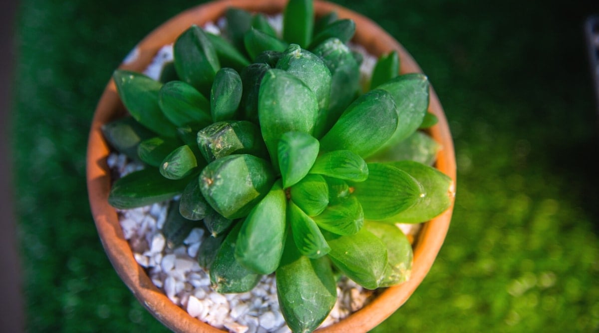 Top view, close-up of a potted Haworthia cymbiformis plant in a clay pot on a blurred background of green grass. The plant has dense rosettes of thick, fleshy, succulent, oval-shaped leaves with pointed tips. The leaves are bright green in color with translucent tips and dark green patterns and stripes.