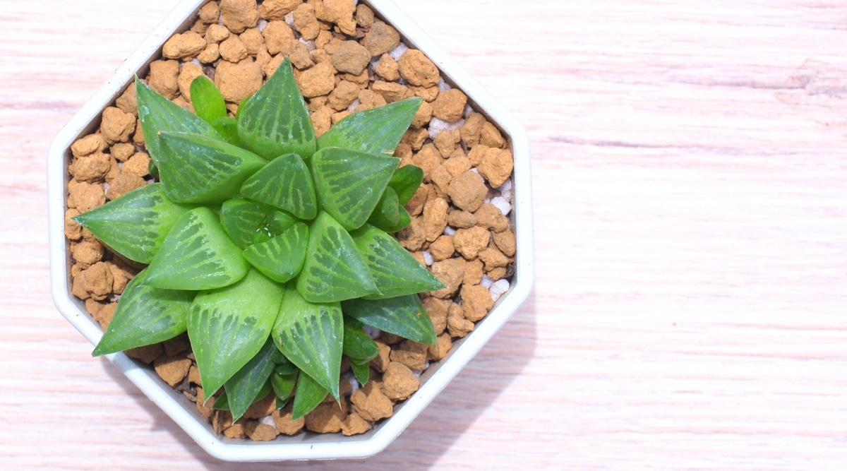 Top view, closeup of a potted Haworthia cymbiformis plant in a white ceramic pot on a light wooden table. The plant forms a rosette of fleshy oval leaves with pointed tips. The leaves are bright green, with translucent tips with dark green patterns. The soil is covered with decorative pebbles.