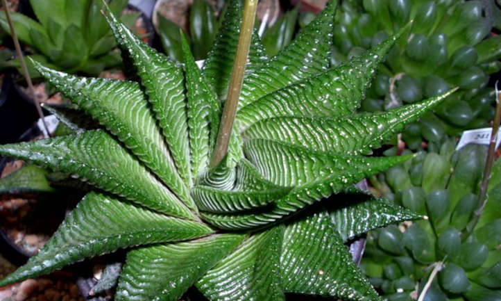 Haworthia limifolia