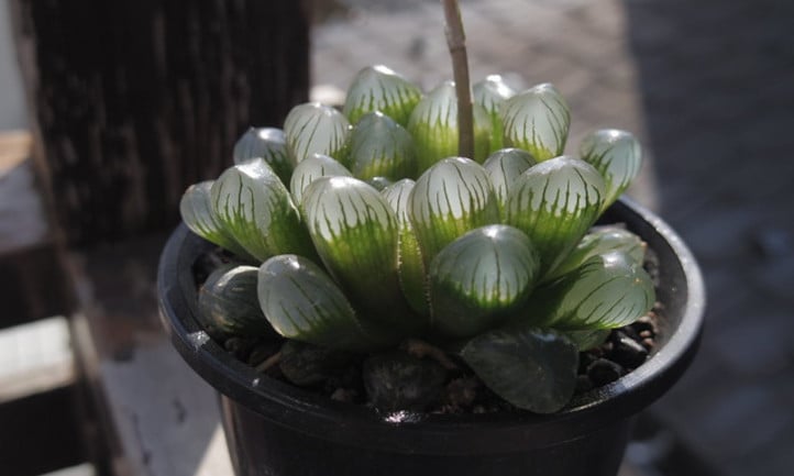 Haworthia obtusa