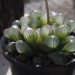 haworthia-obtusa