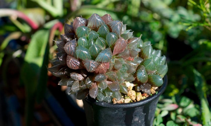 Haworthia obtusa x venusta