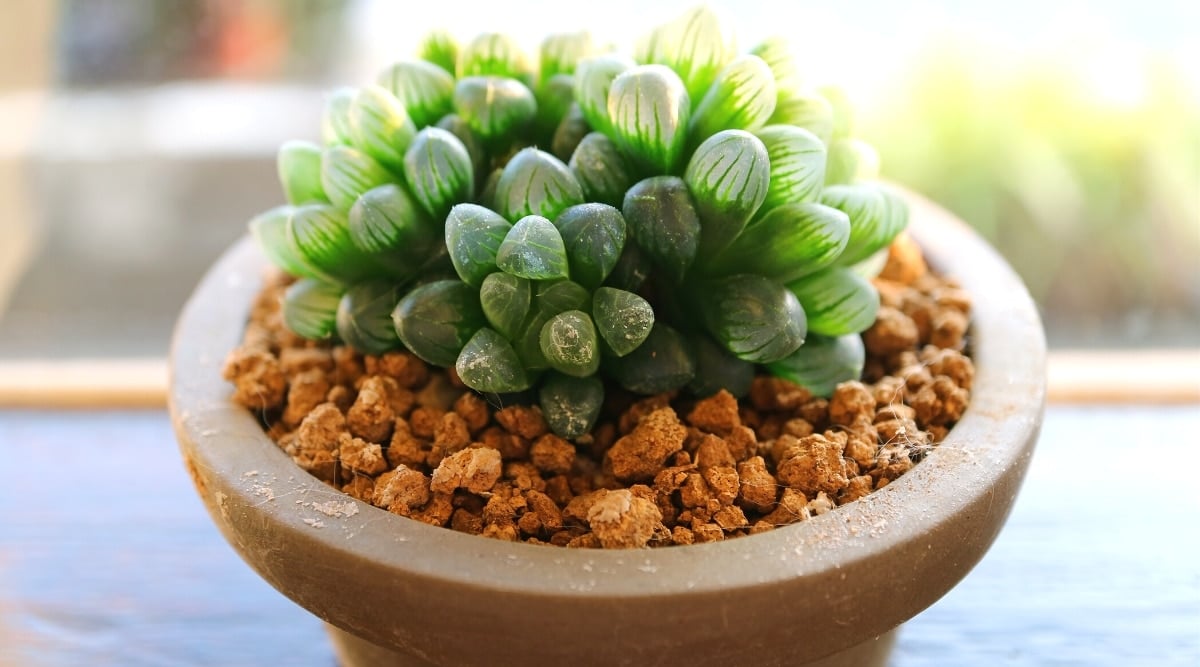 Close-up of the succulent Haworthia obtusa in a decorative clay pot against the backdrop of a sunny garden. The succulent is a cluster of translucent, pale green, round, succulent leaves with deeper green veins.