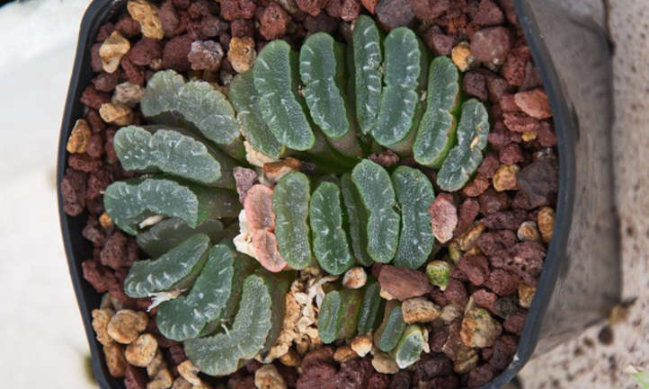 Haworthia truncata