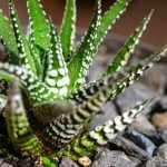 haworthia-varieties