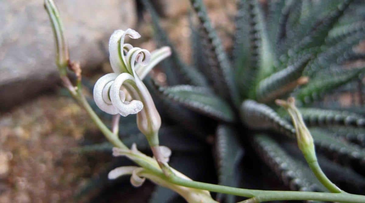 Haworthia With Delicate Flowers