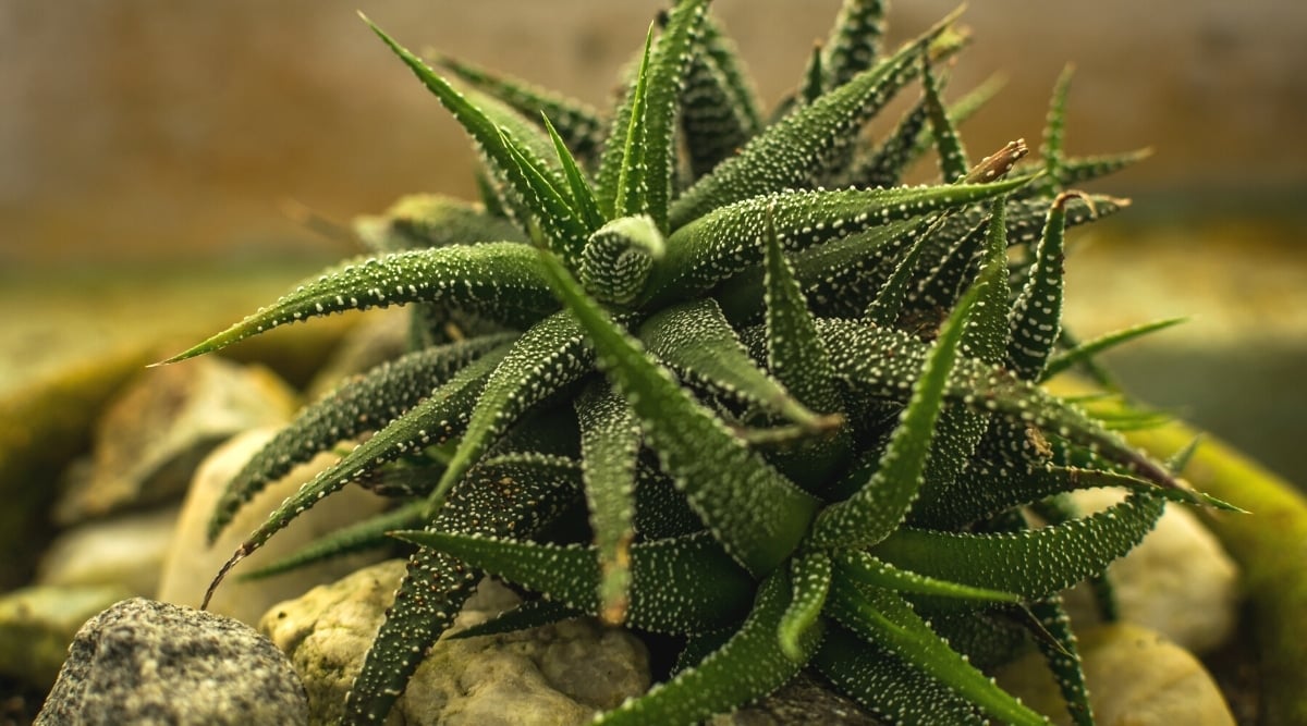 Close-up of a succulent Haworthiopsis attenuata 'Concolor' on a brown blurred background. The succulent forms several rosettes of long, thin dark green leaves covered with white specks that are more concentrated at the edges.