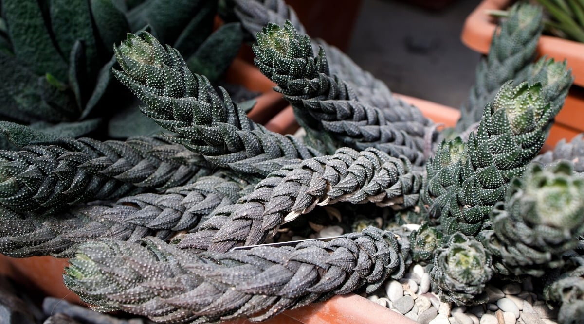 Close-up of Crowded Haworthia with dense rosettes of deep blue-green leaves.