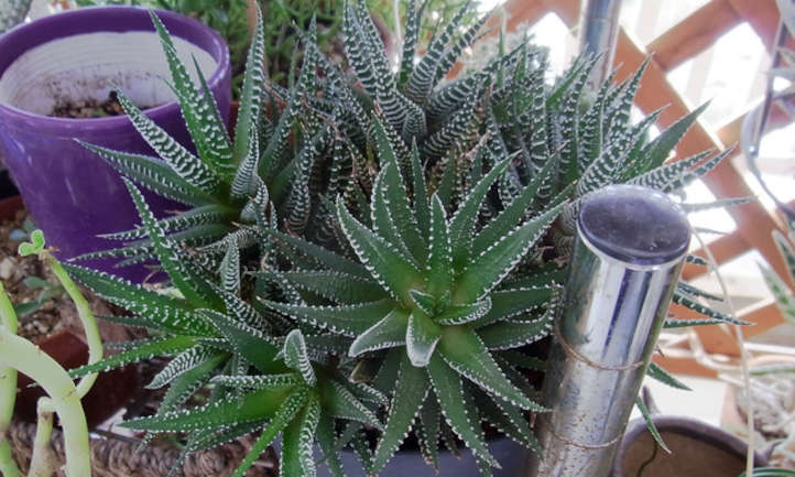 Haworthiopsis Fasciata in a Pot