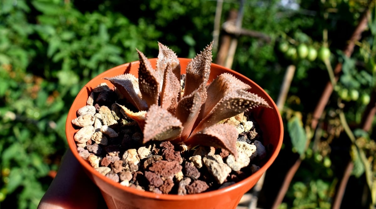 Close-up of a hand holding a Haworthiopsis koelmaniorum plant in a small plastic pot against a sunny garden. The succulent forms rosettes of fleshy brown-red leaves, tapering at the ends.