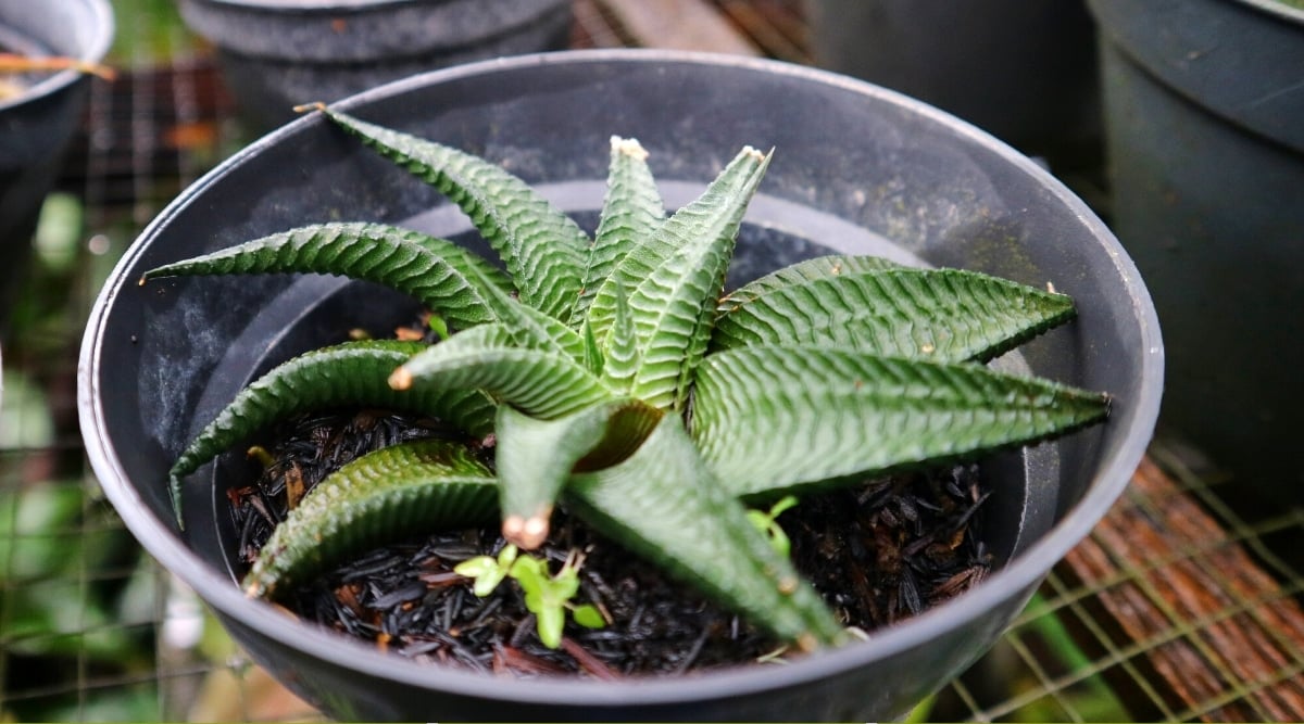 Close-up of a succulent plant Haworthiopsis limifolia in a large round black flower pot in a greenhouse. The plant forms a spiral rosette of fleshy, long, dark green leaves with transverse ridges of raised tubercles.